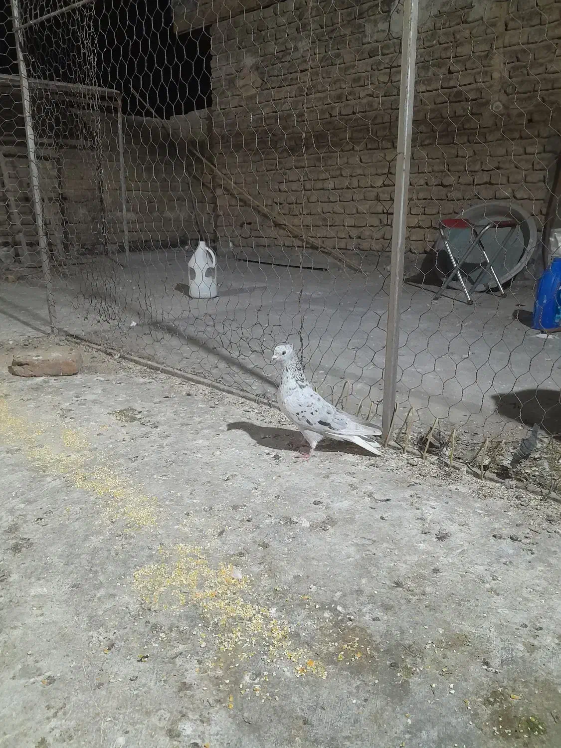 یه سرور دم سفید آس ماده و دو عدد آلمانی|پرنده|گنبد کاووس, |دیوار