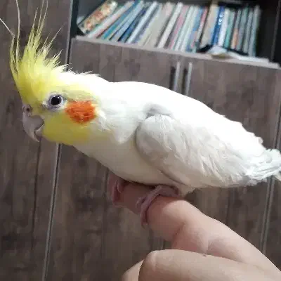 فروش عروس هلندی|پرنده|نورآباد, |دیوار