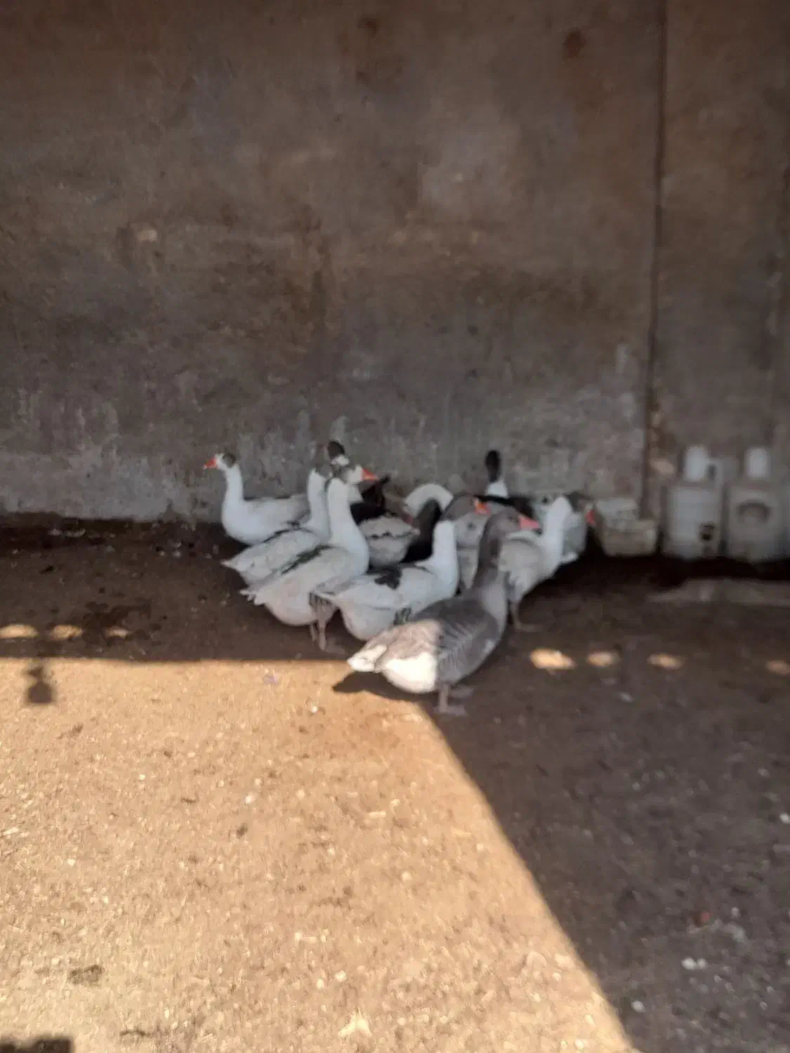 غاز بالغ و جوان و چاق|حیوانات مزرعه|پیشوا, |دیوار