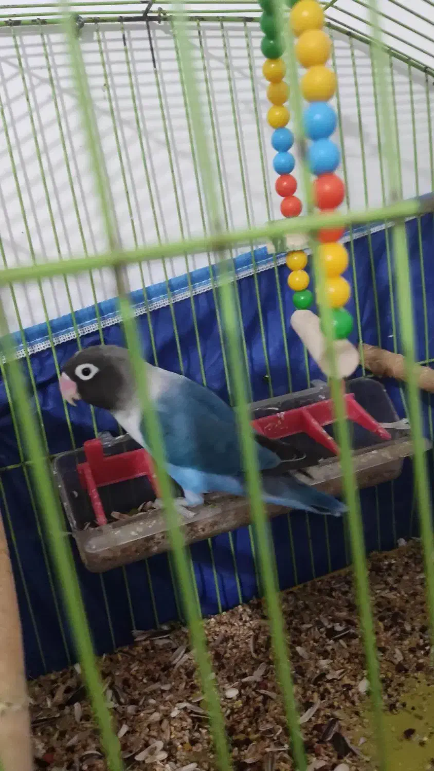 طوطی برزیلی نر|پرنده|جم, |دیوار