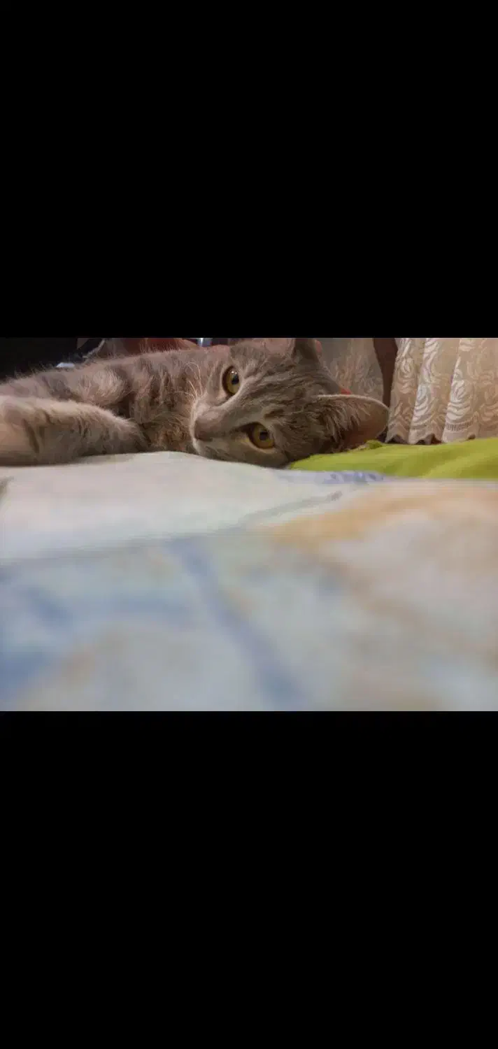 واگذاری گربه رایگان|گربه|بابل, |دیوار