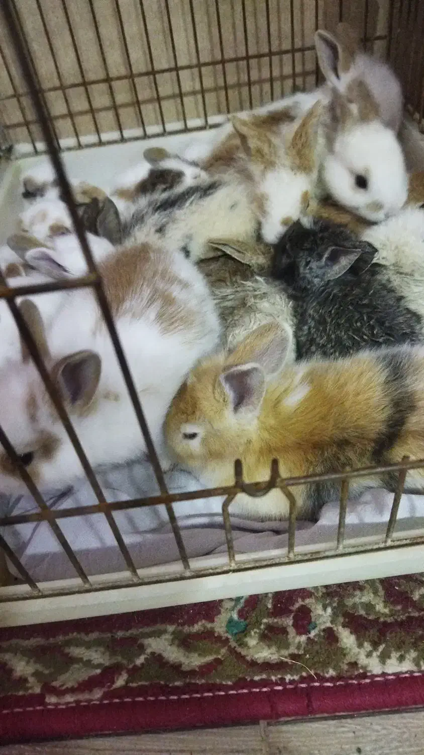 خرگوش|موش و خرگوش|خورموج, |دیوار