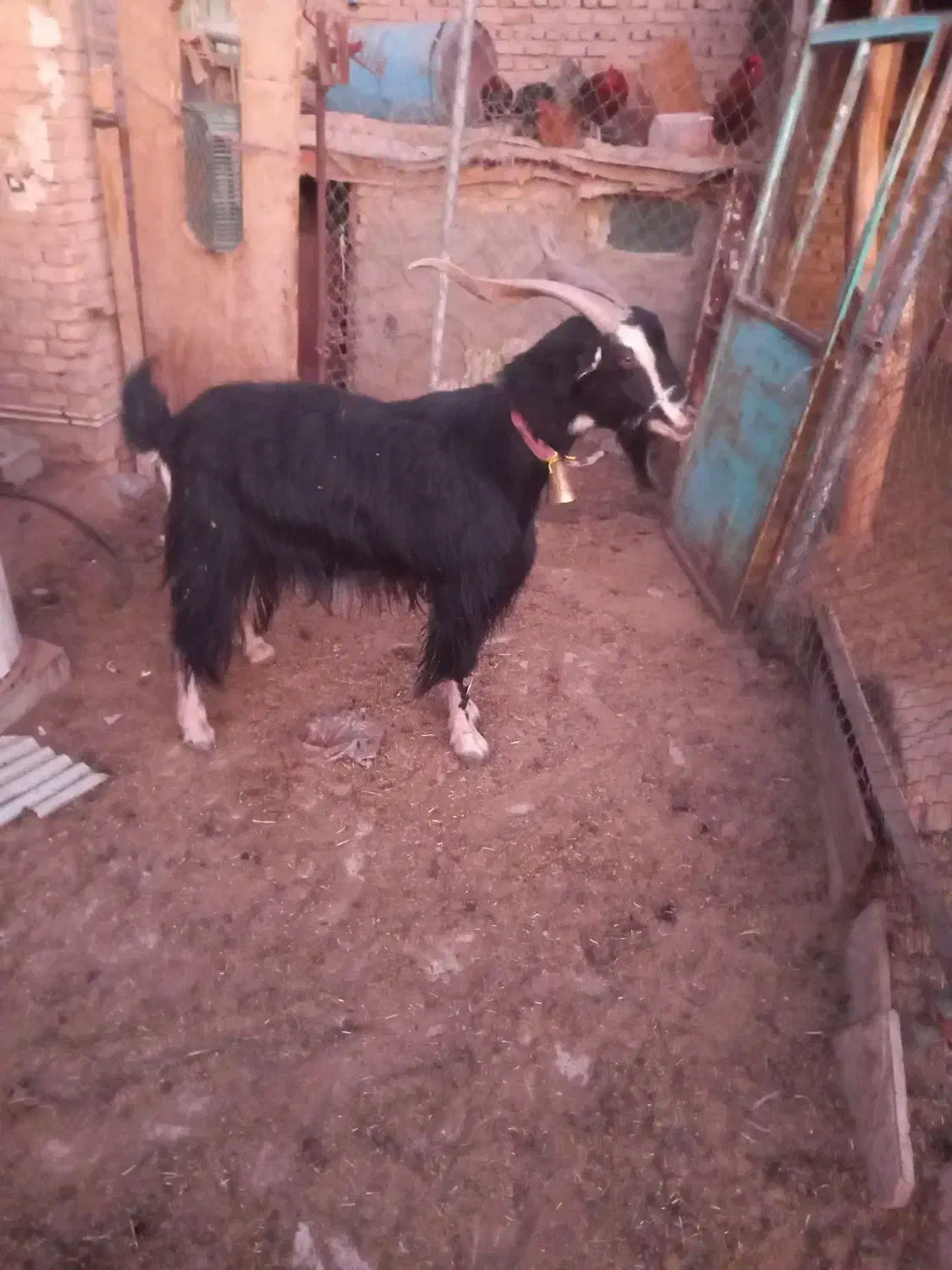 نربز|حیوانات مزرعه|جوادآباد, |دیوار