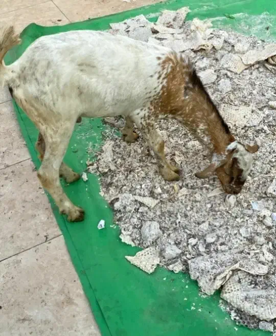 بز نر|حیوانات مزرعه|کیش, |دیوار