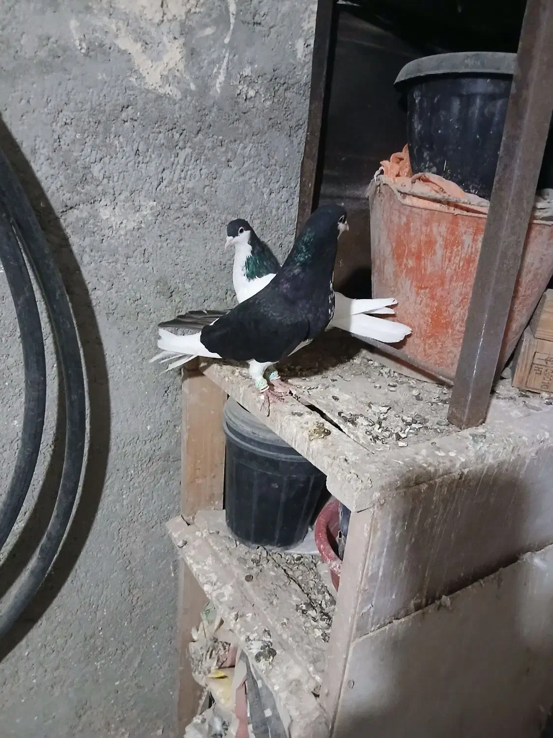 یه جفت سیاهپوش نروماده|پرنده|قزوین, |دیوار