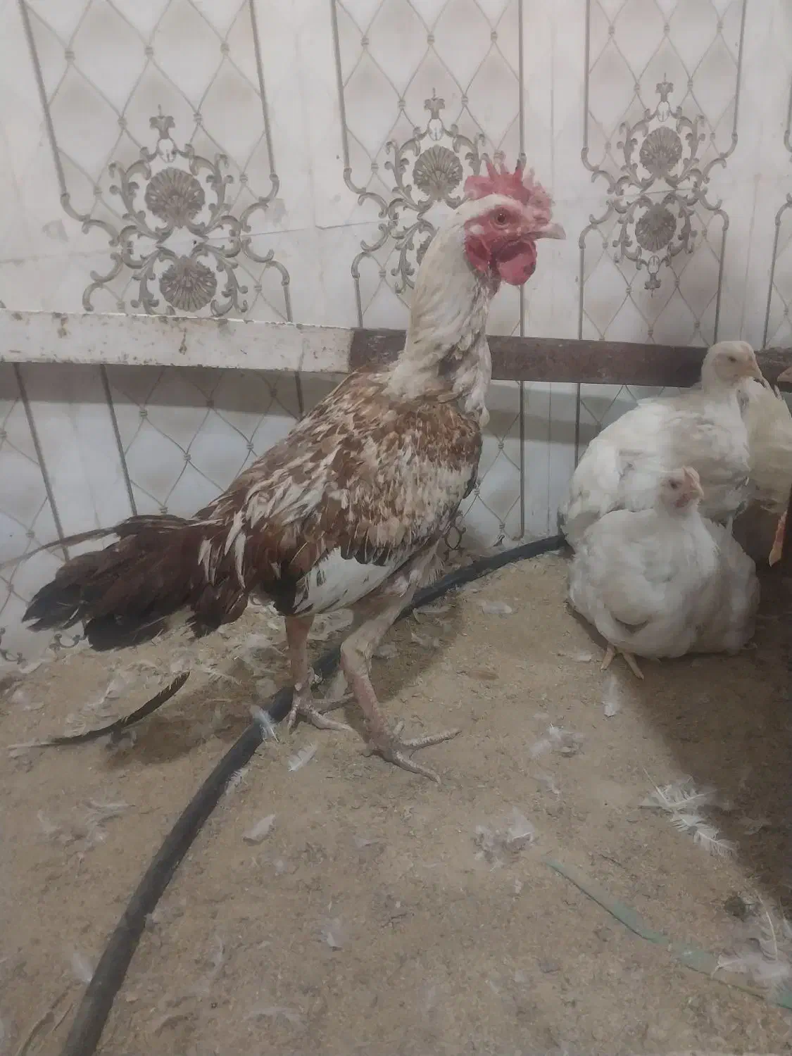 خروس سالم|حیوانات مزرعه|ایرانشهر, |دیوار