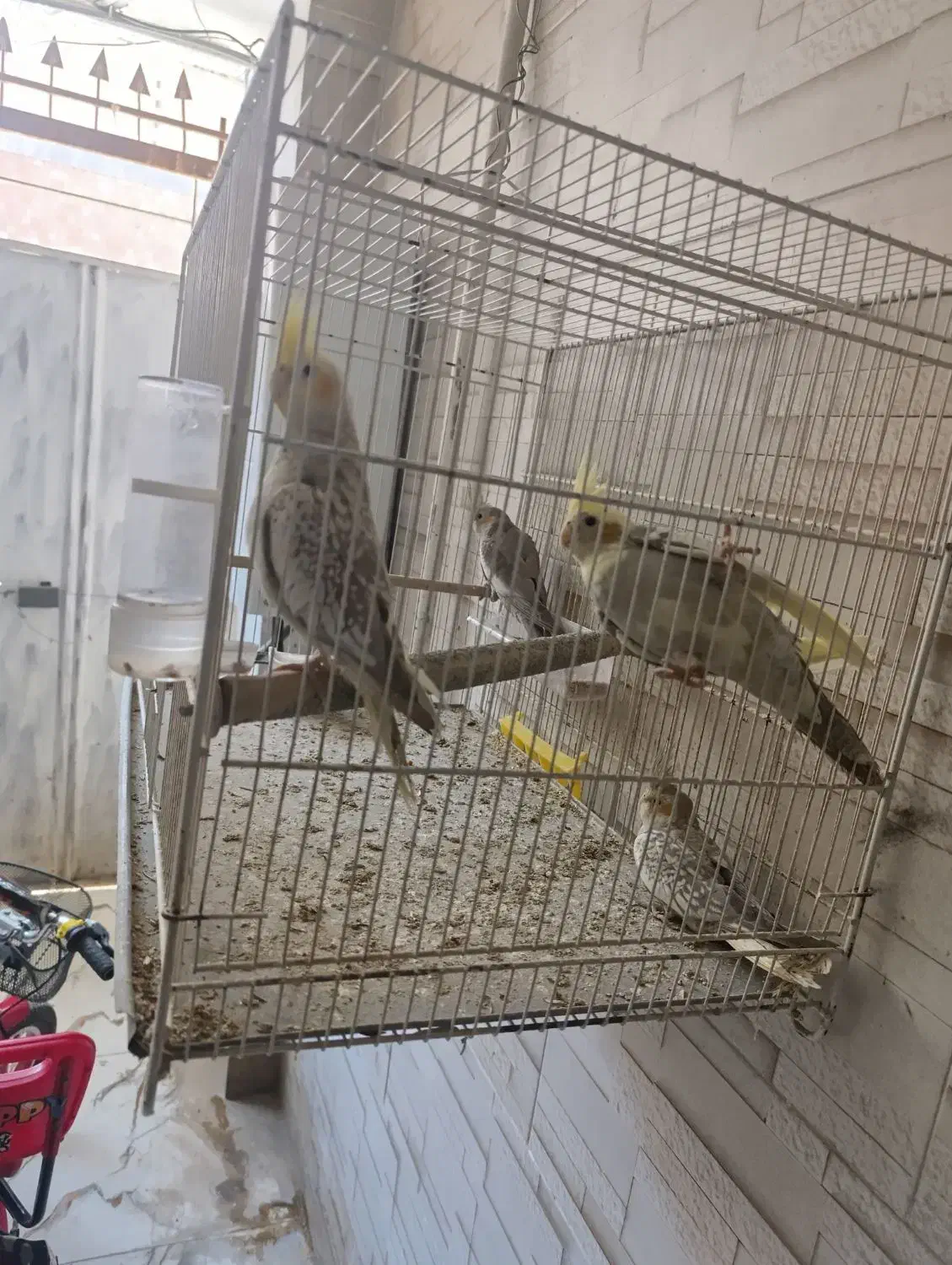 عروس هلندی|پرنده|گرگان, |دیوار