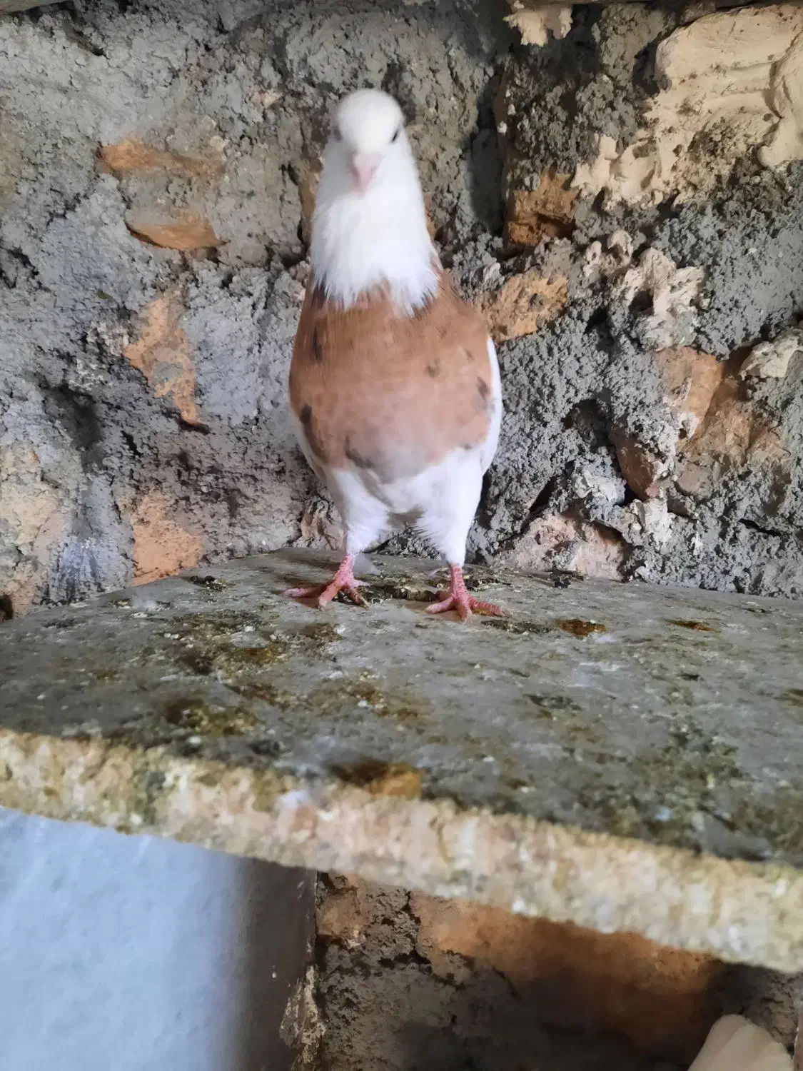 طوقی لیمو|پرنده|سرپل ذهاب, |دیوار