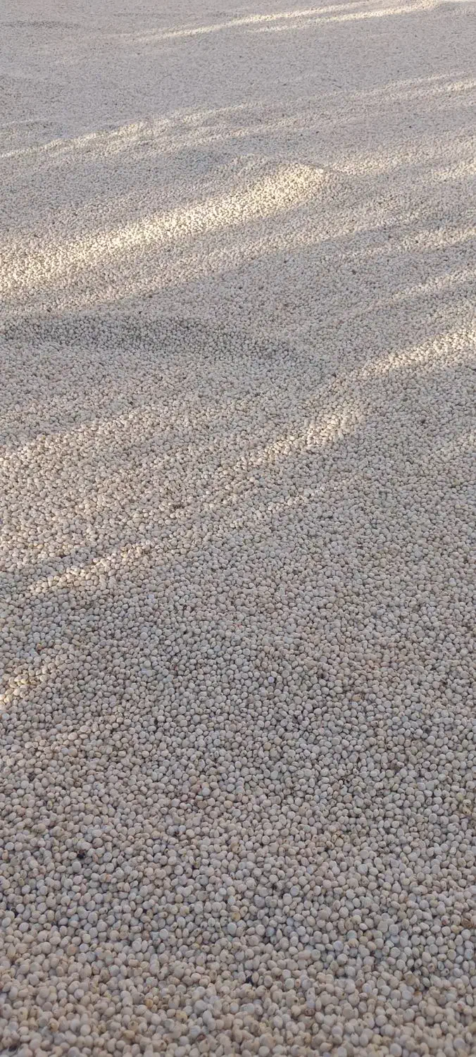 فروش دان ذرت سفید(شلو)|خوردنی و آشامیدنی|سراوان, |دیوار