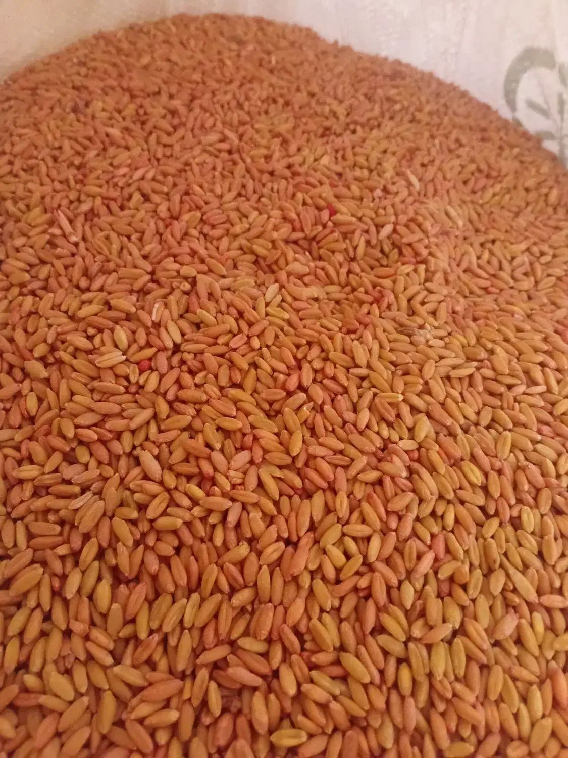 بذر گندم اصلاح شده|خدمات باغبانی و درختکاری|گل تپه, |دیوار