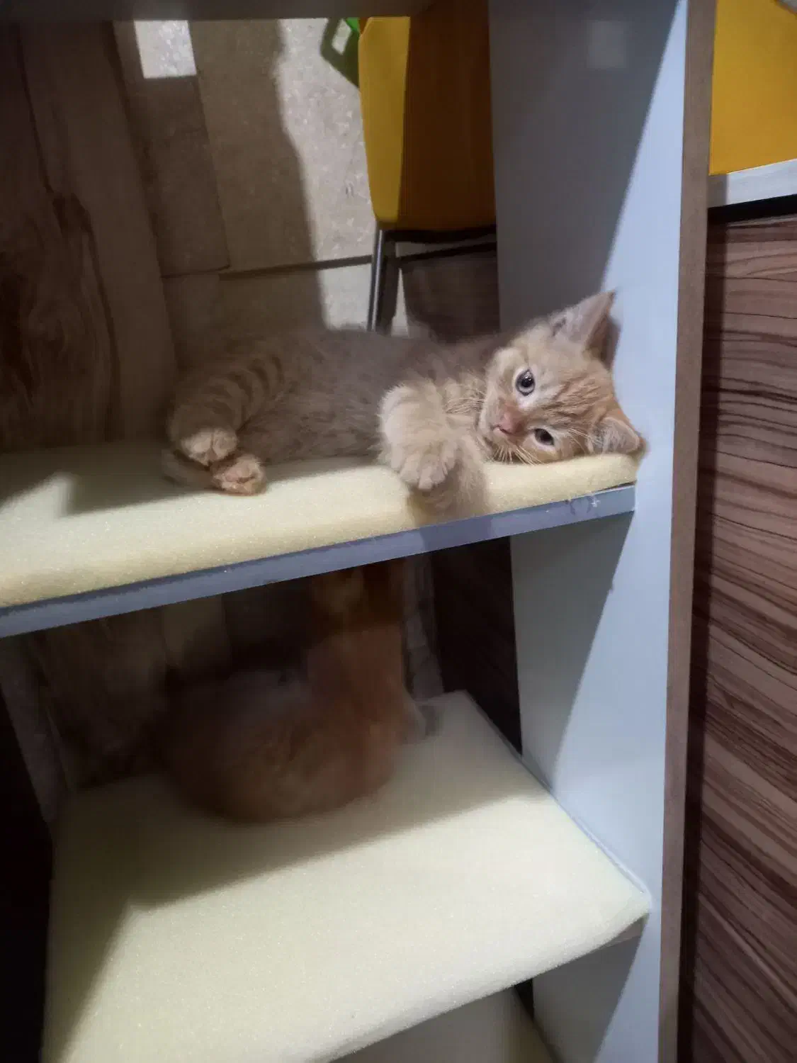 گربه اسکاتیش|گربه|قدس, شهر‌قدس|دیوار