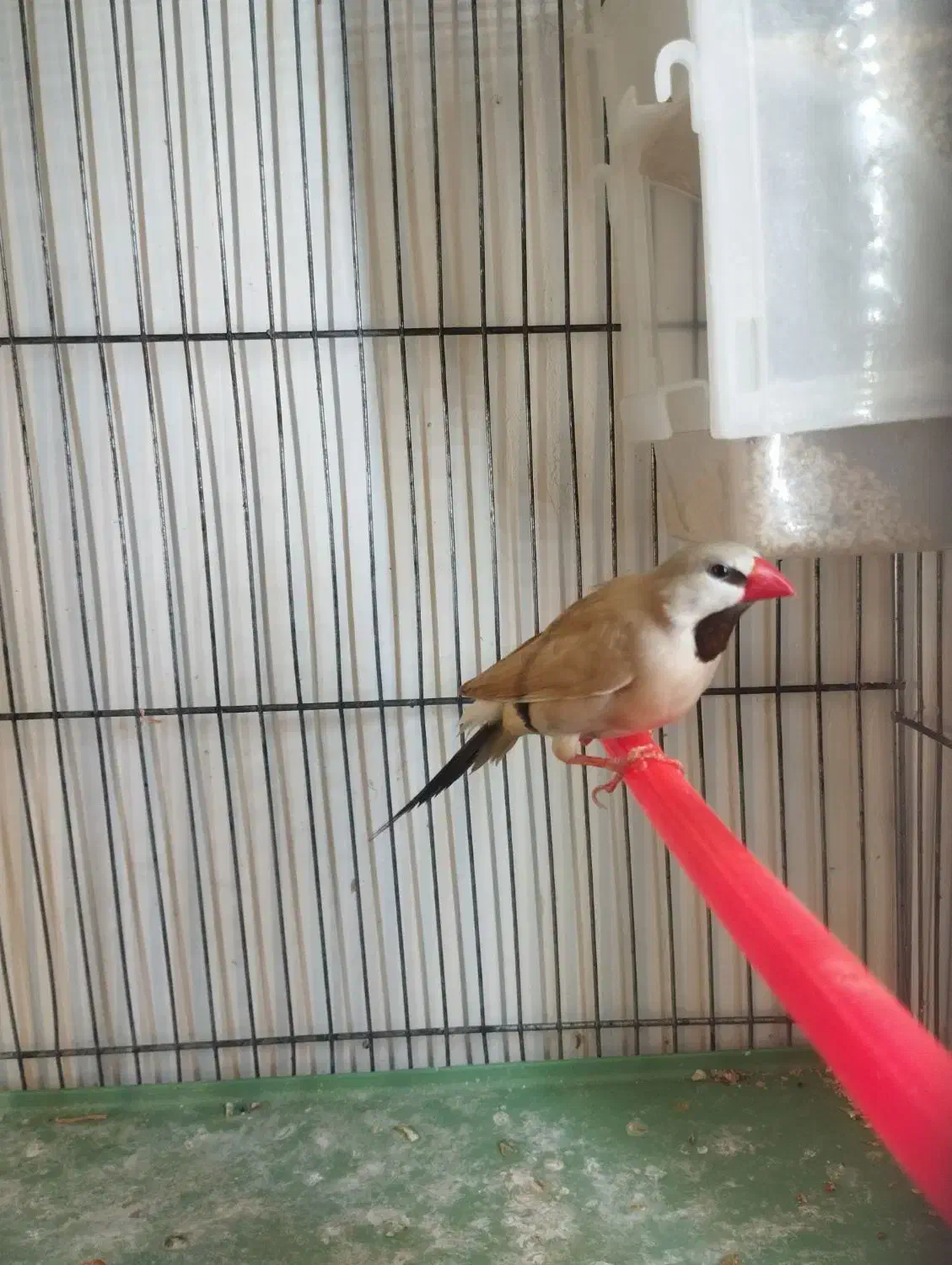 یک عدد فنج کراواتی نر معاوضه با قناری گلاستر|پرنده|تبریز, |دیوار