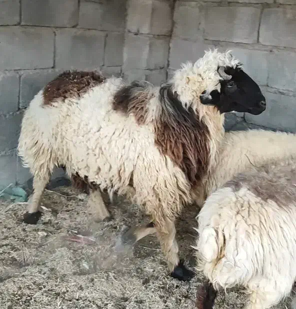 قوچ شیرازی ـ جمل یار ،|حیوانات مزرعه|چاه مرید, |دیوار