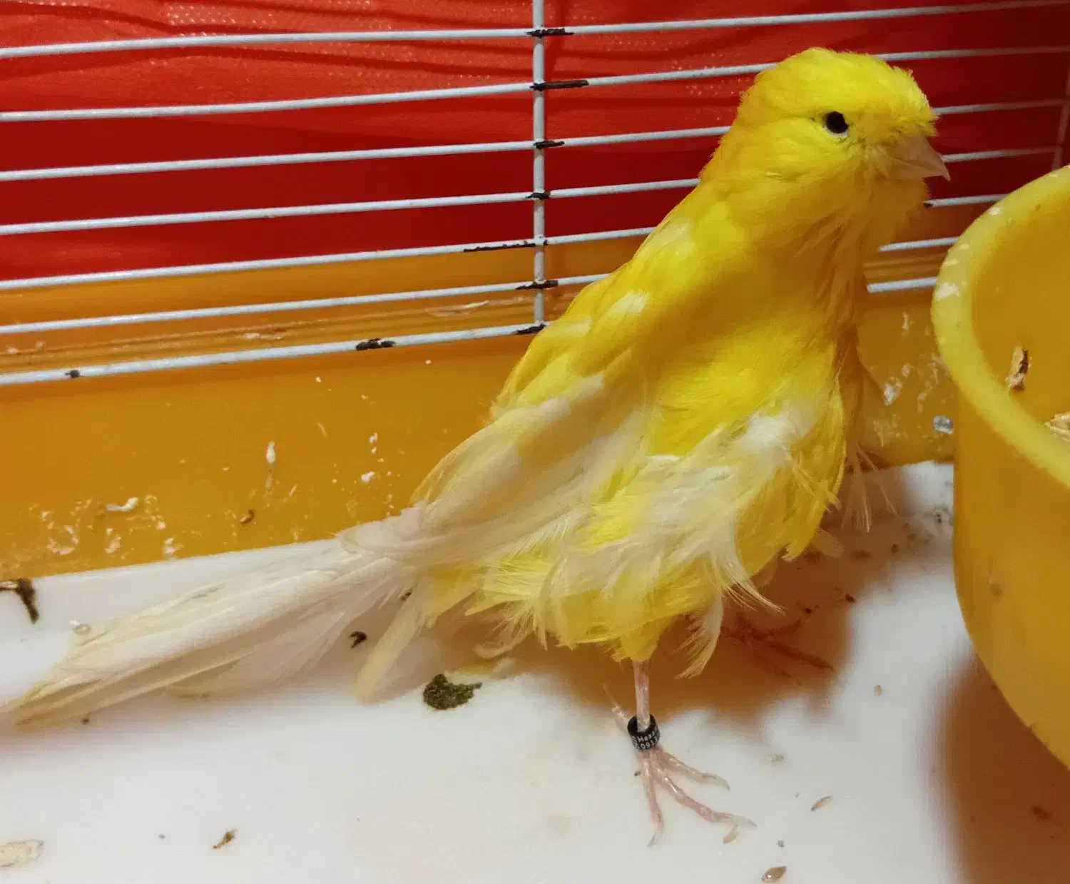 قناری|پرنده|قم, شهرک فاطمیه|دیوار