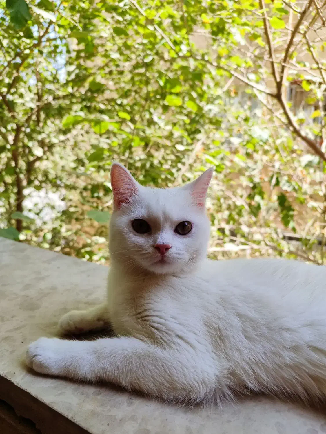 واگذاری دوعدد گربه نر و ماده.|گربه|پاکدشت, شهرک امام رضا|دیوار