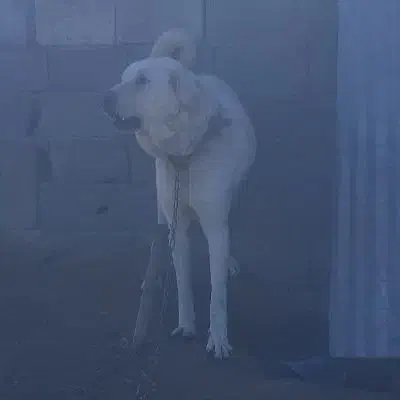 پژدرعالی|سگ|ساروق, |دیوار