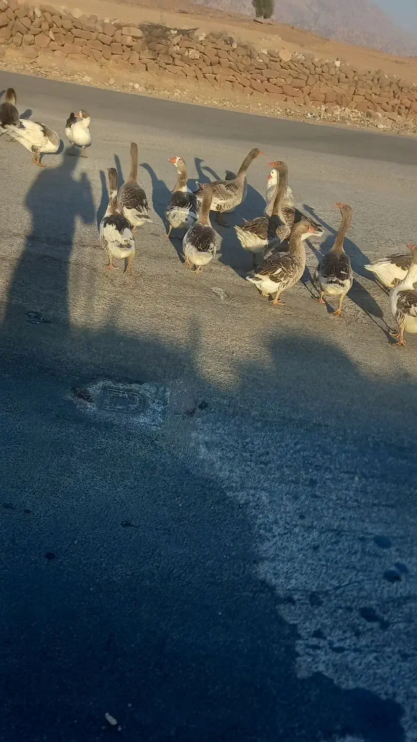 غاز فروشی|حیوانات مزرعه|آبدانان, |دیوار