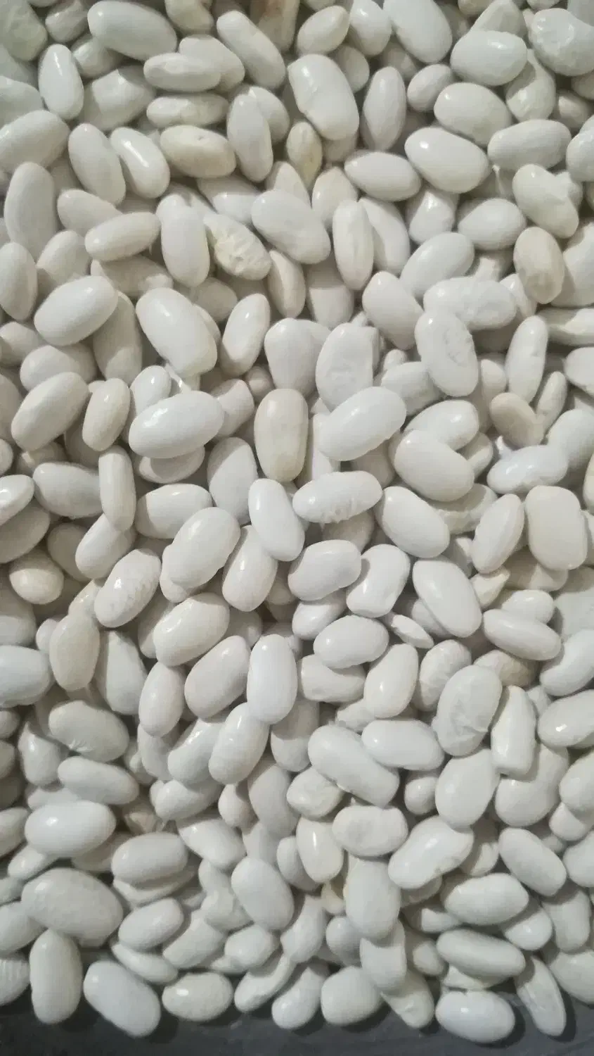 لوبیا سفید|خوردنی و آشامیدنی|داران, |دیوار