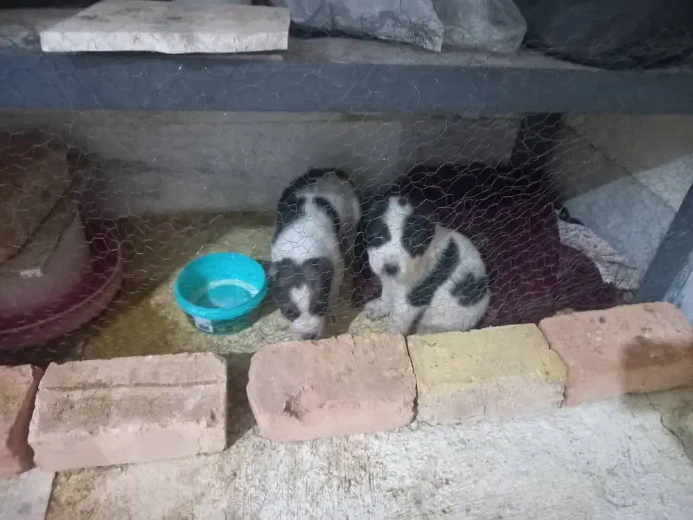 واگذاری دو عدد توله آلابای نر و ماده|سگ|تهران, استاد معین|دیوار