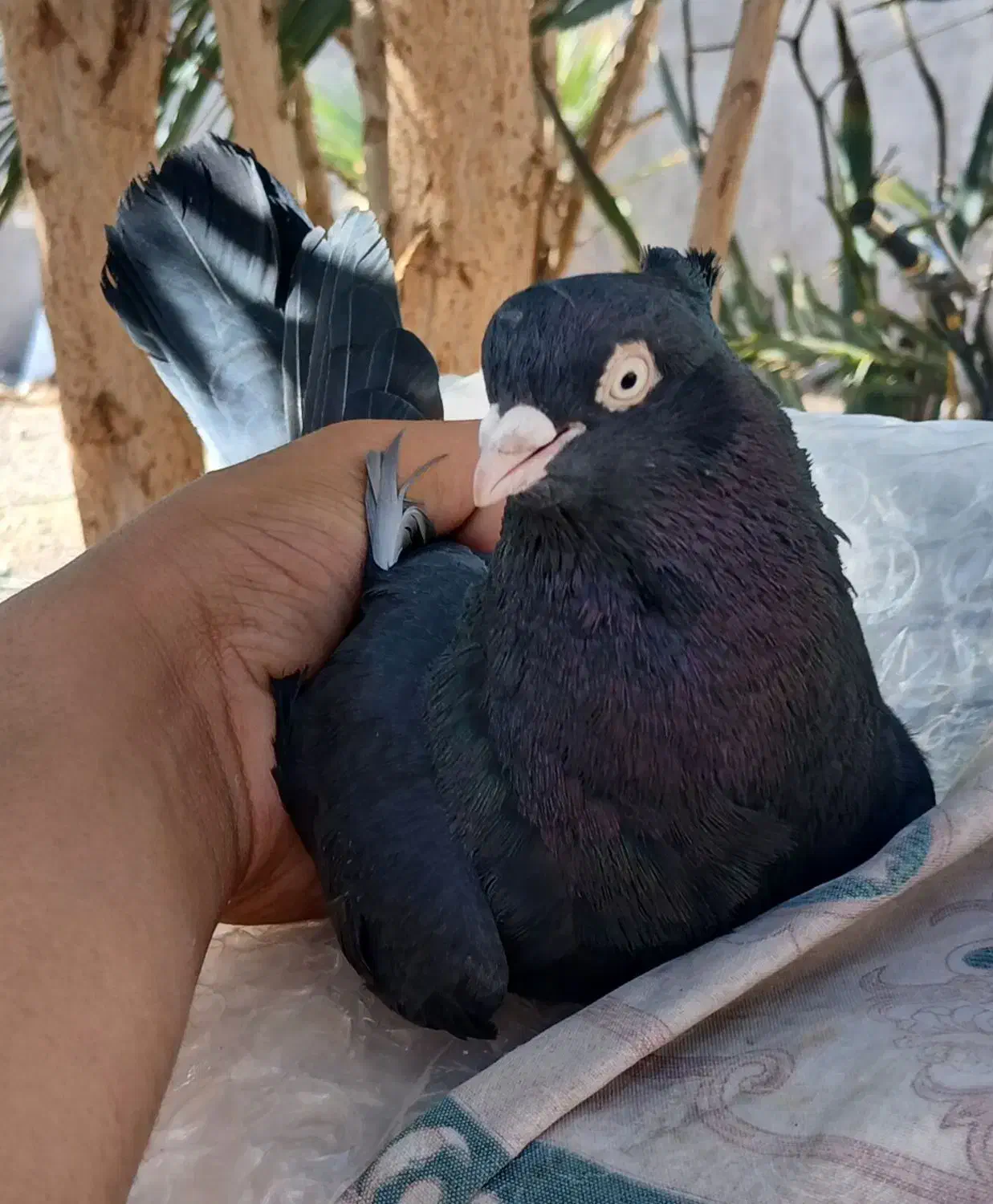 کفتر زاغ|پرنده|بم, |دیوار