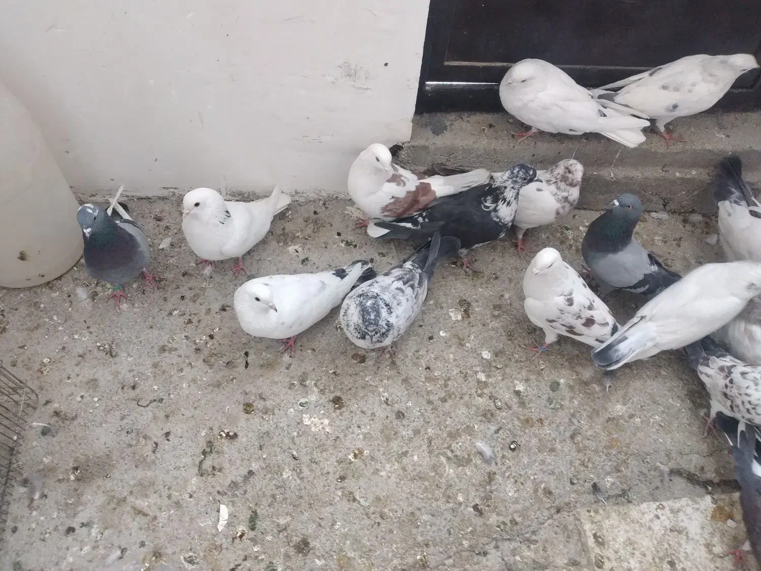 ۲۳ عدد قریب گیری|پرنده|شهریار, شهریار|دیوار