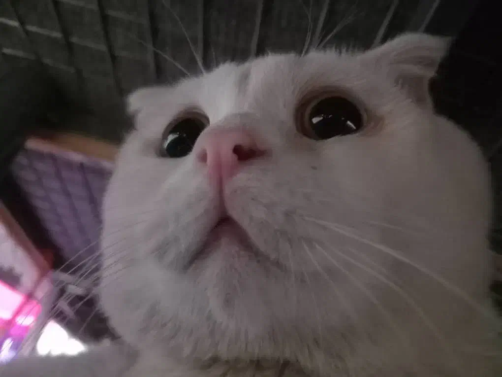 واگذاری گربه اسکاتیش بریتیش|گربه|قدس, شهرقدس|دیوار