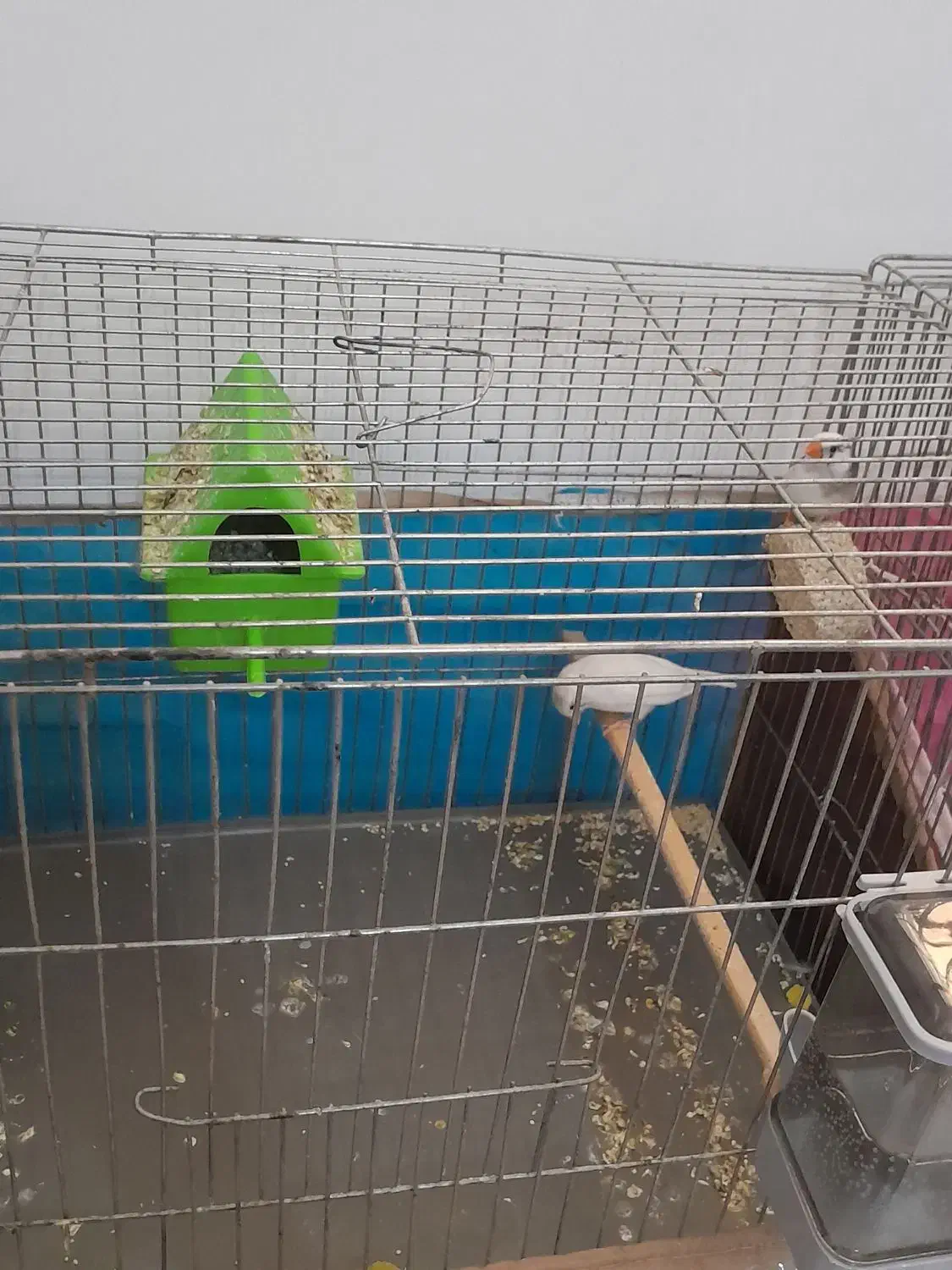 ۲ جفت فنج مولد همرا با تخم هاشون|پرنده|باسمنج, |دیوار