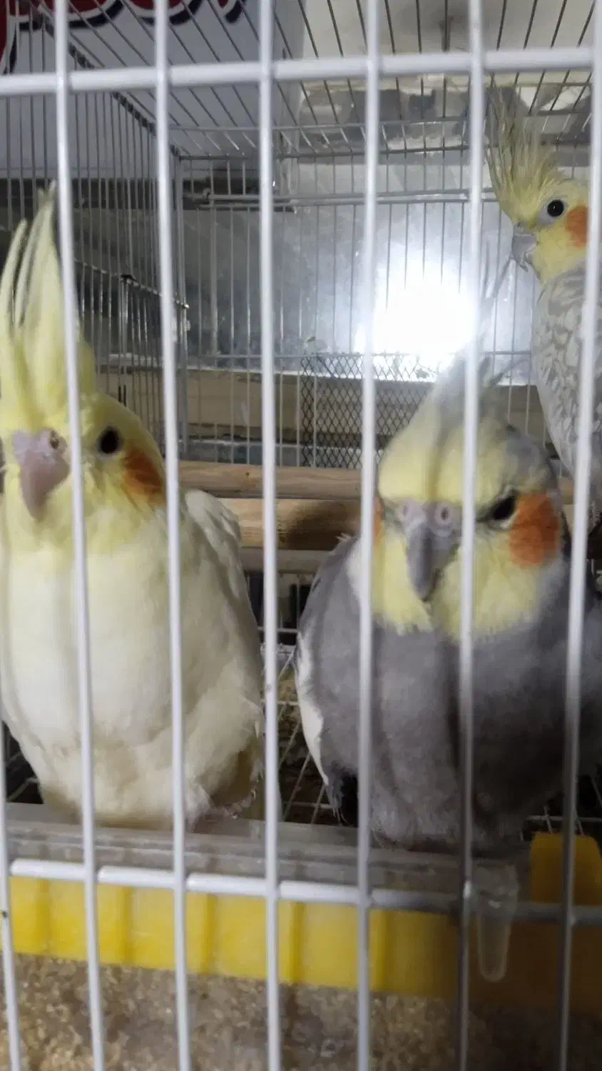 عروس هلندی|پرنده|سبزوار, امام خمینی (ناوی)|دیوار