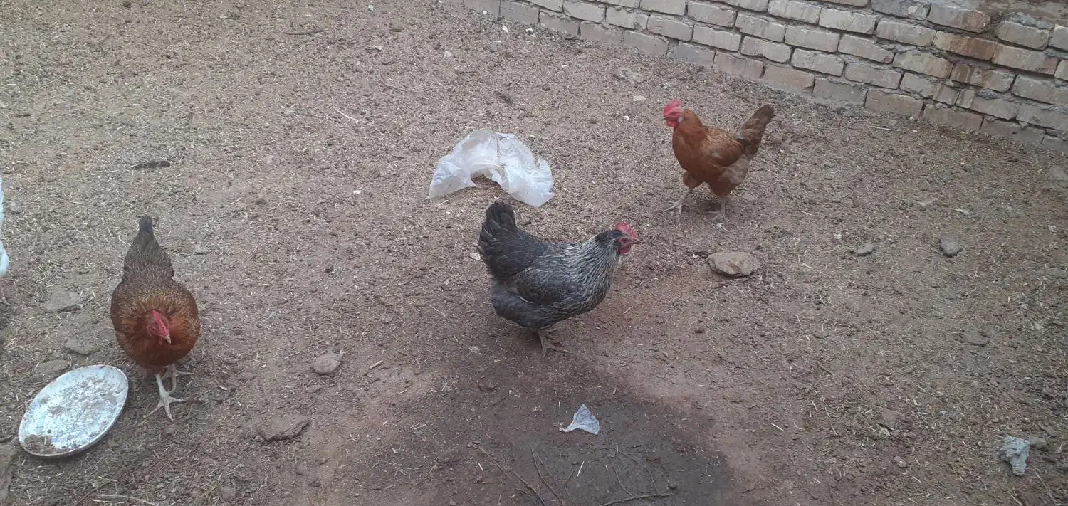 مرغ تخمی و چاغ|حیوانات مزرعه|کاشان, یحیی آباد|دیوار