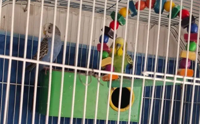 مرغ عشق|پرنده|خرمشهر, |دیوار