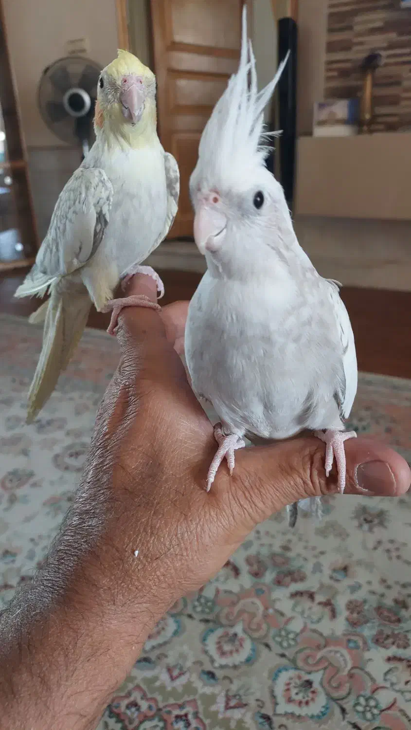 فروش عروس سخنگو..نر وماده اماده زات دار|پرنده|کاشمر, |دیوار