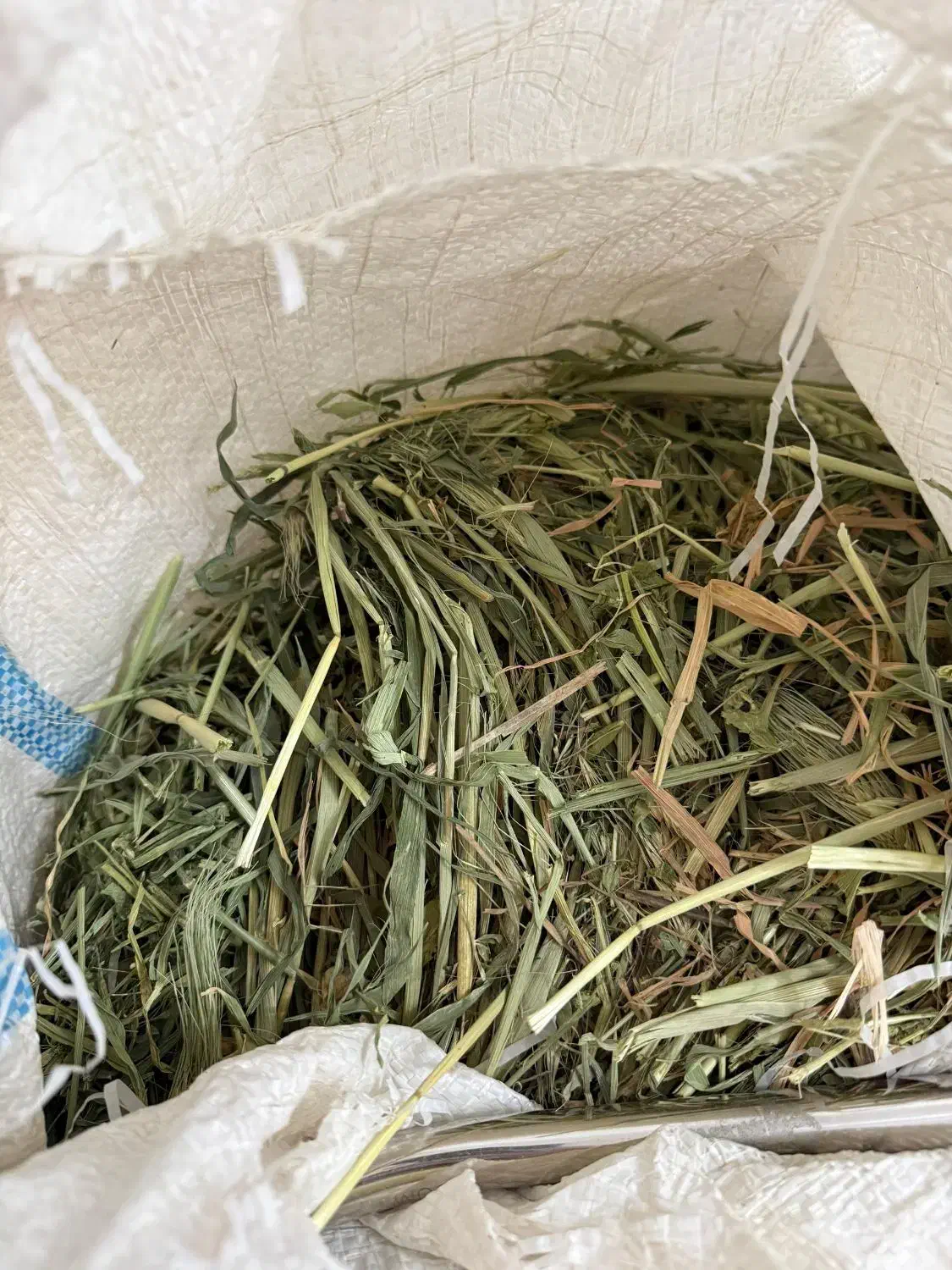 خسیل|لوازم جانبی حیوانات|بروجن, |دیوار