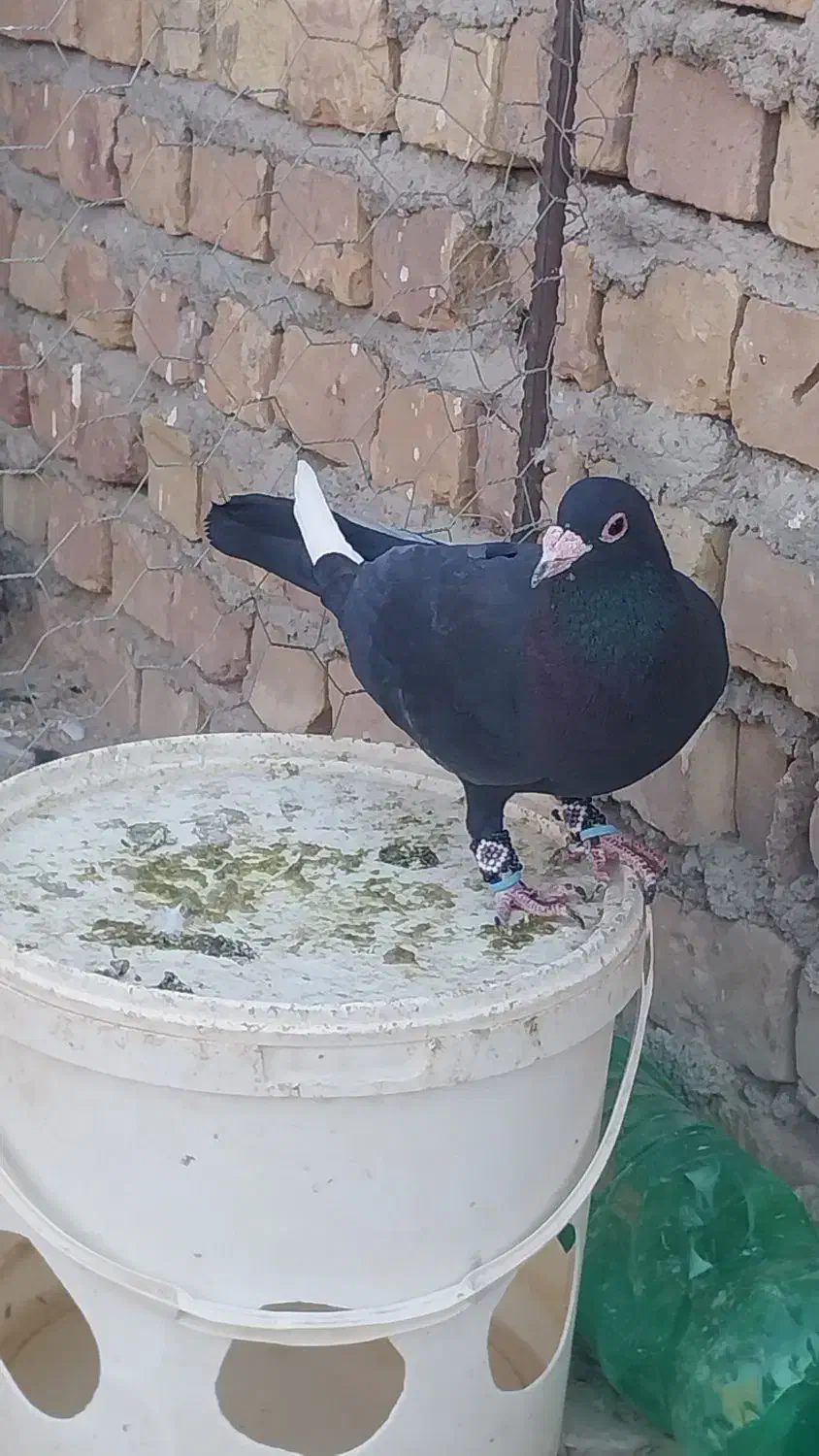 کبوتر نر مینا سیاه|پرنده|زاهدان, |دیوار