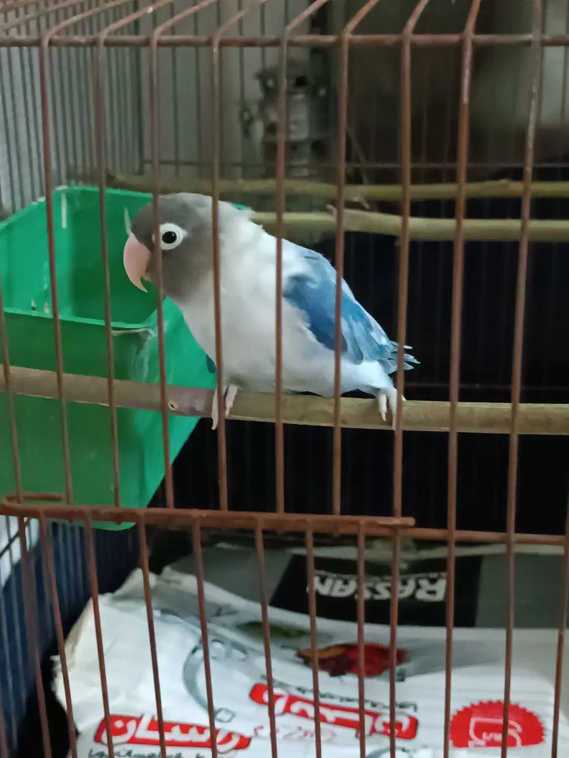 طوطی برزیلی|پرنده|محلات, |دیوار