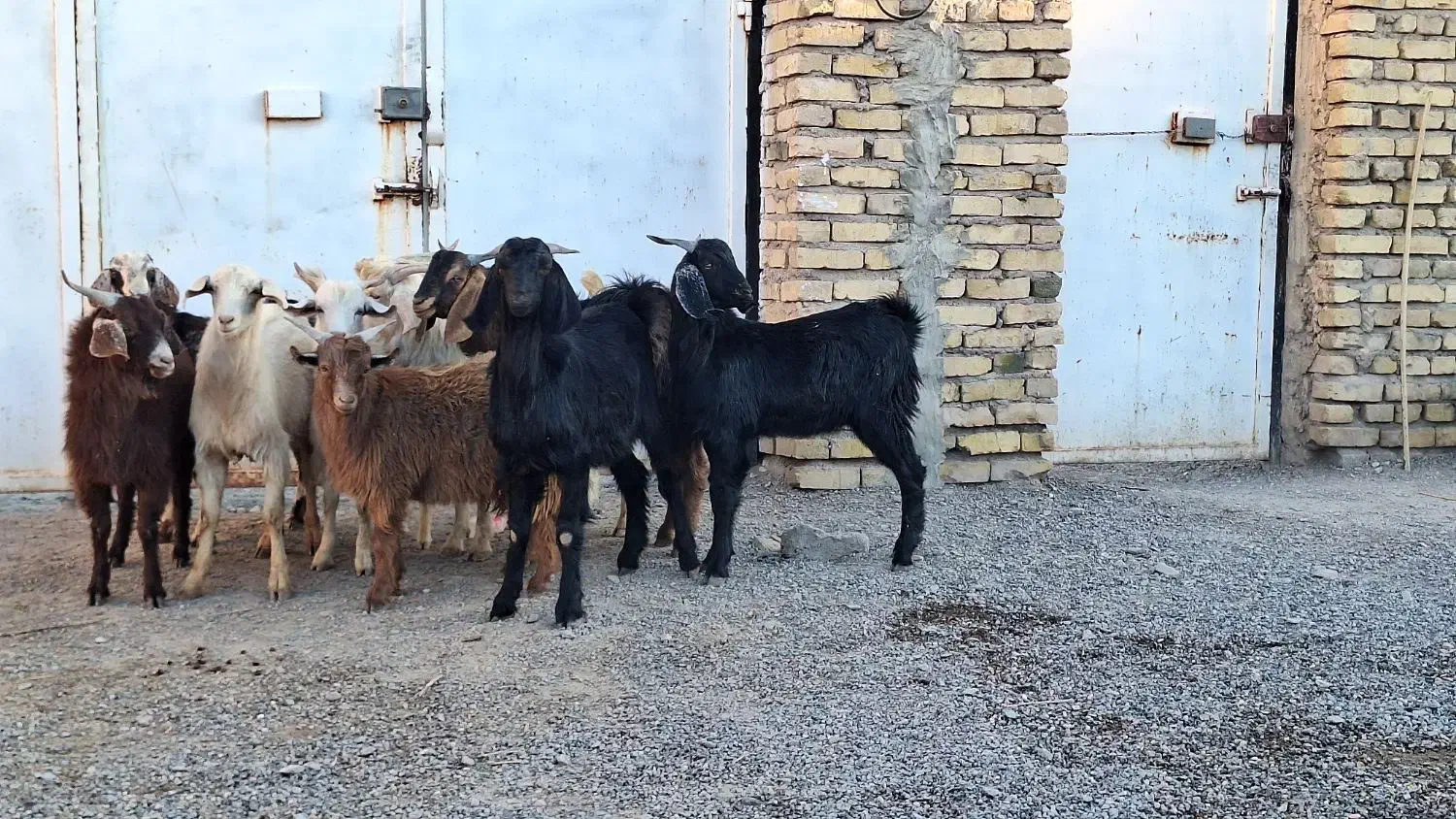 ۱۰ تا کره نر بخته|حیوانات مزرعه|رفسنجان, |دیوار