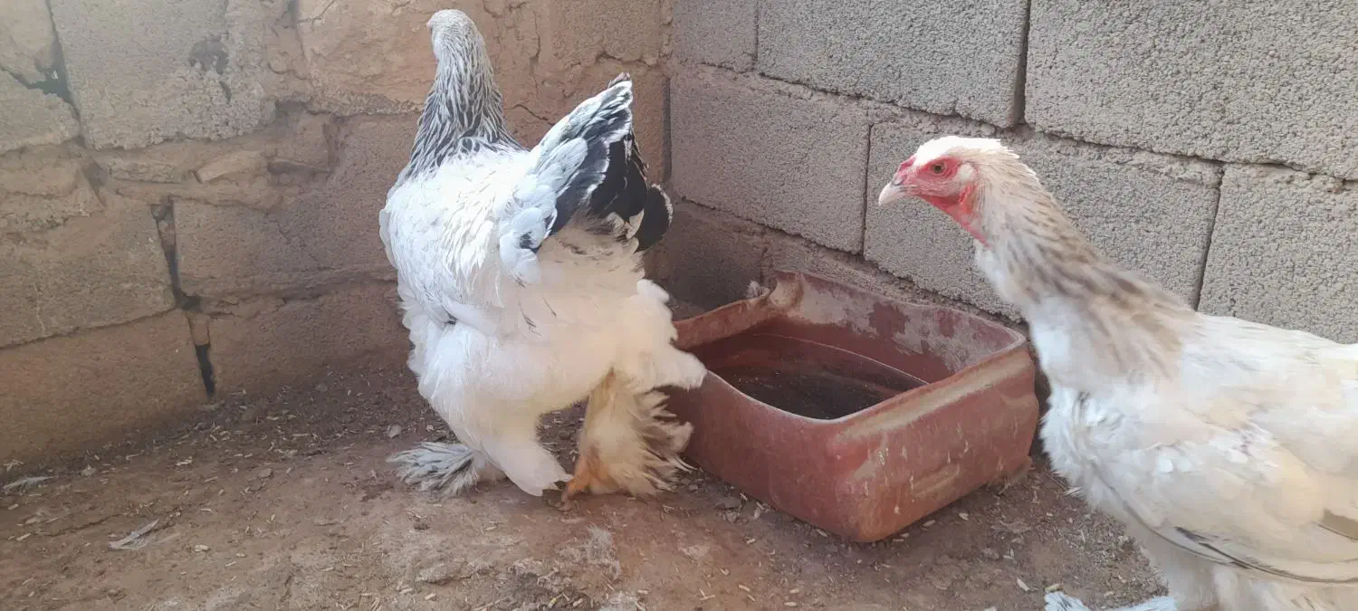 مرغ برهما|حیوانات مزرعه|تربت جام, جامرود|دیوار