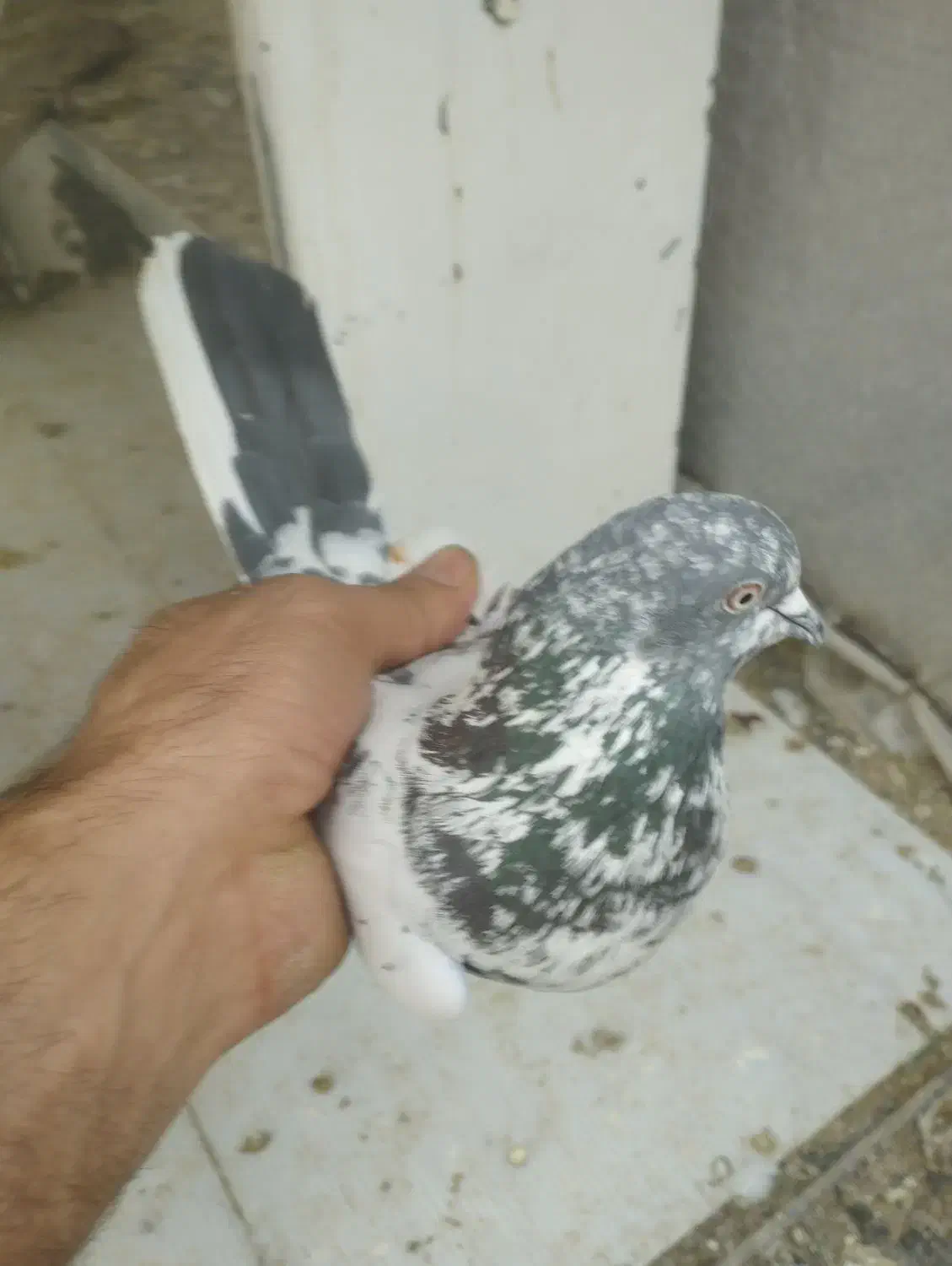 یه جفت کله دم سبز ازهرنظر عالی|پرنده|شهریار, رزکان|دیوار