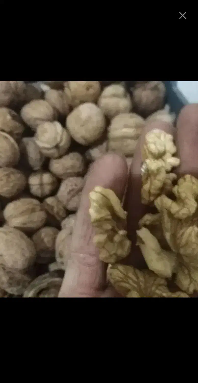 گردو پوست کاغذی|خوردنی و آشامیدنی|مشهد, امیریه|دیوار