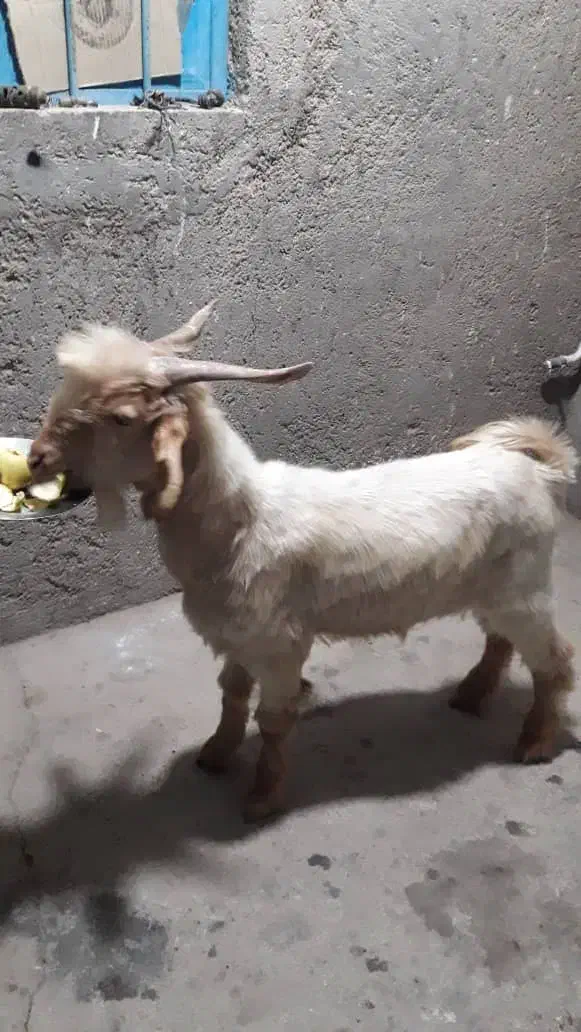 یک عدد بز|حیوانات مزرعه|اهرم, |دیوار