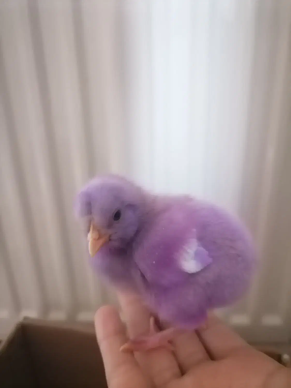 جوجه رنگی|حیوانات مزرعه|مشهد, عامل|دیوار