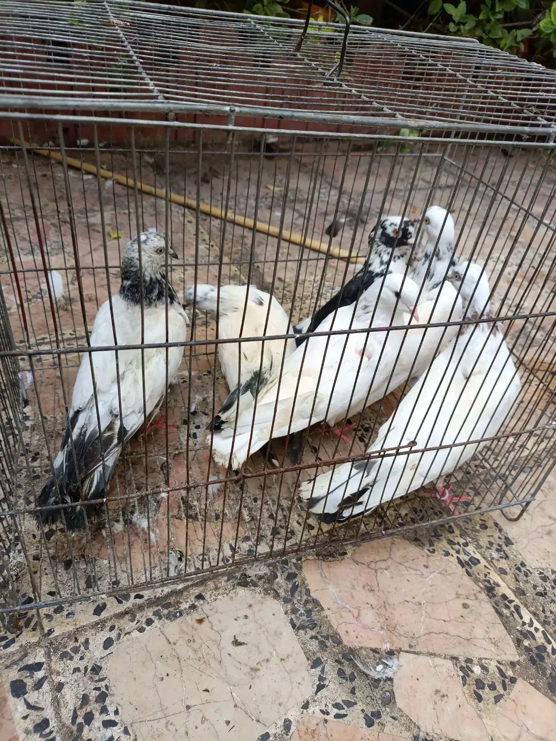 کبوتر|پرنده|رشت, پیرکلاچای|دیوار