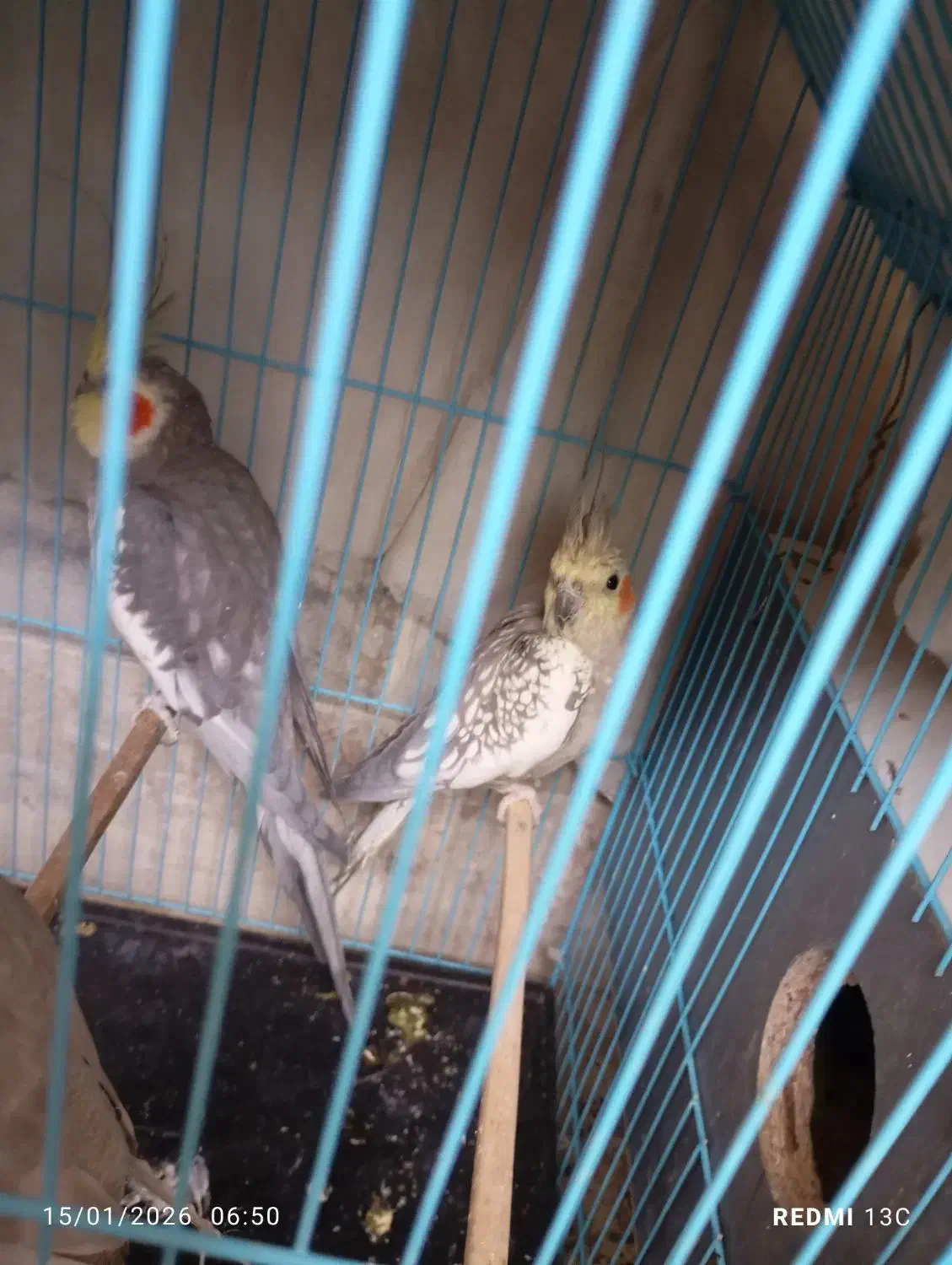 عروس هلندی|پرنده|سراوان, |دیوار