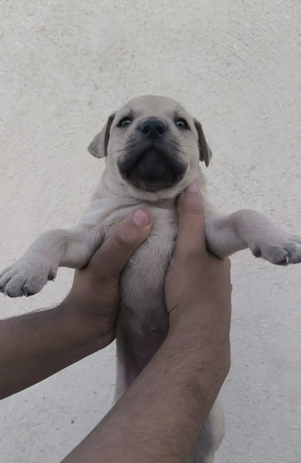 توله آمریکن پیتبول|سگ|ماهدشت, |دیوار