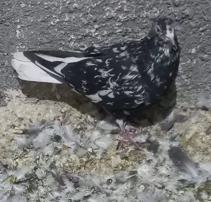 جفت هفترنگ دمسفید|پرنده|گلبهار, شهر جدید گلبهار|دیوار