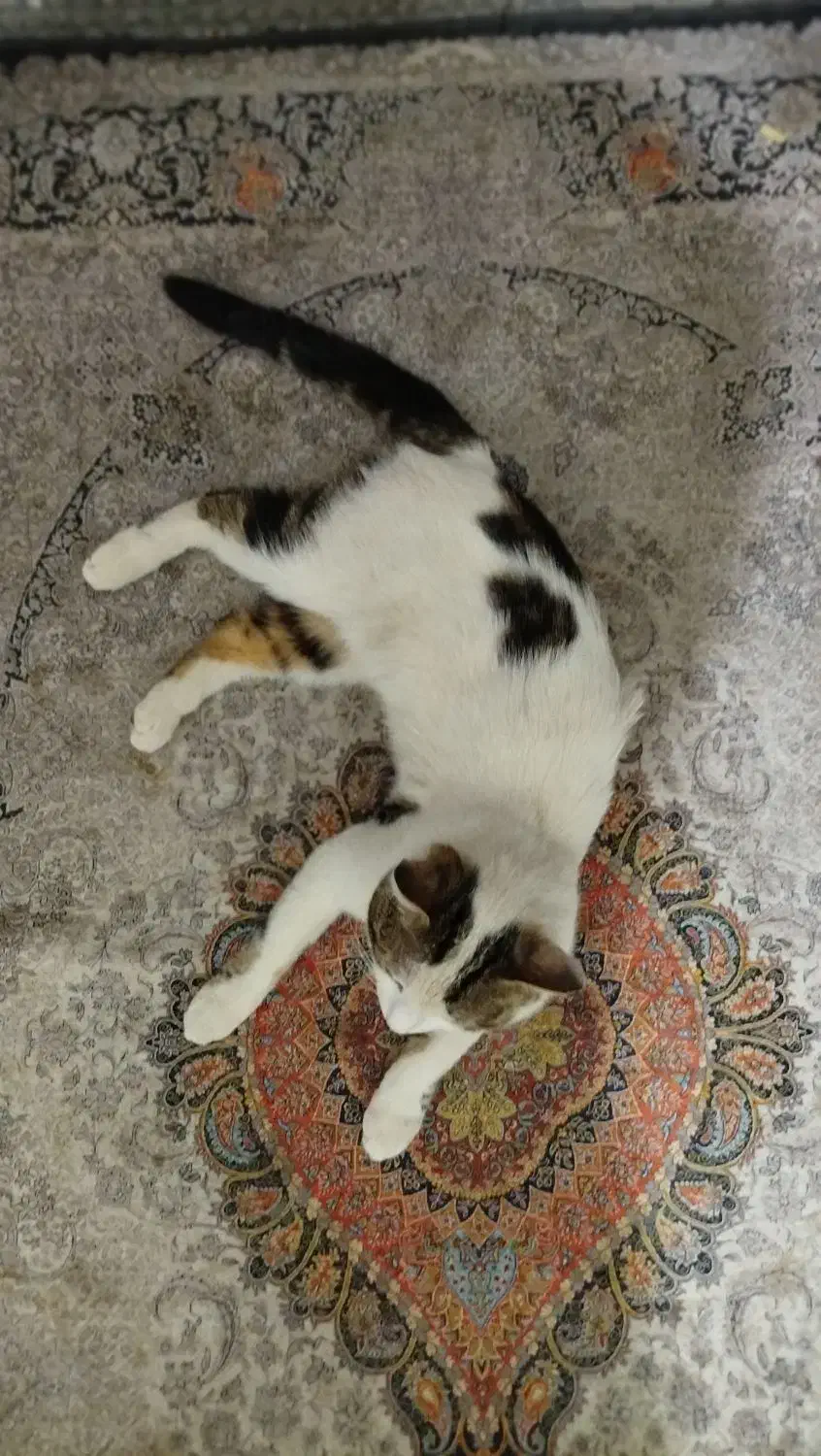 گربه گم شده|گربه|میبد, |دیوار