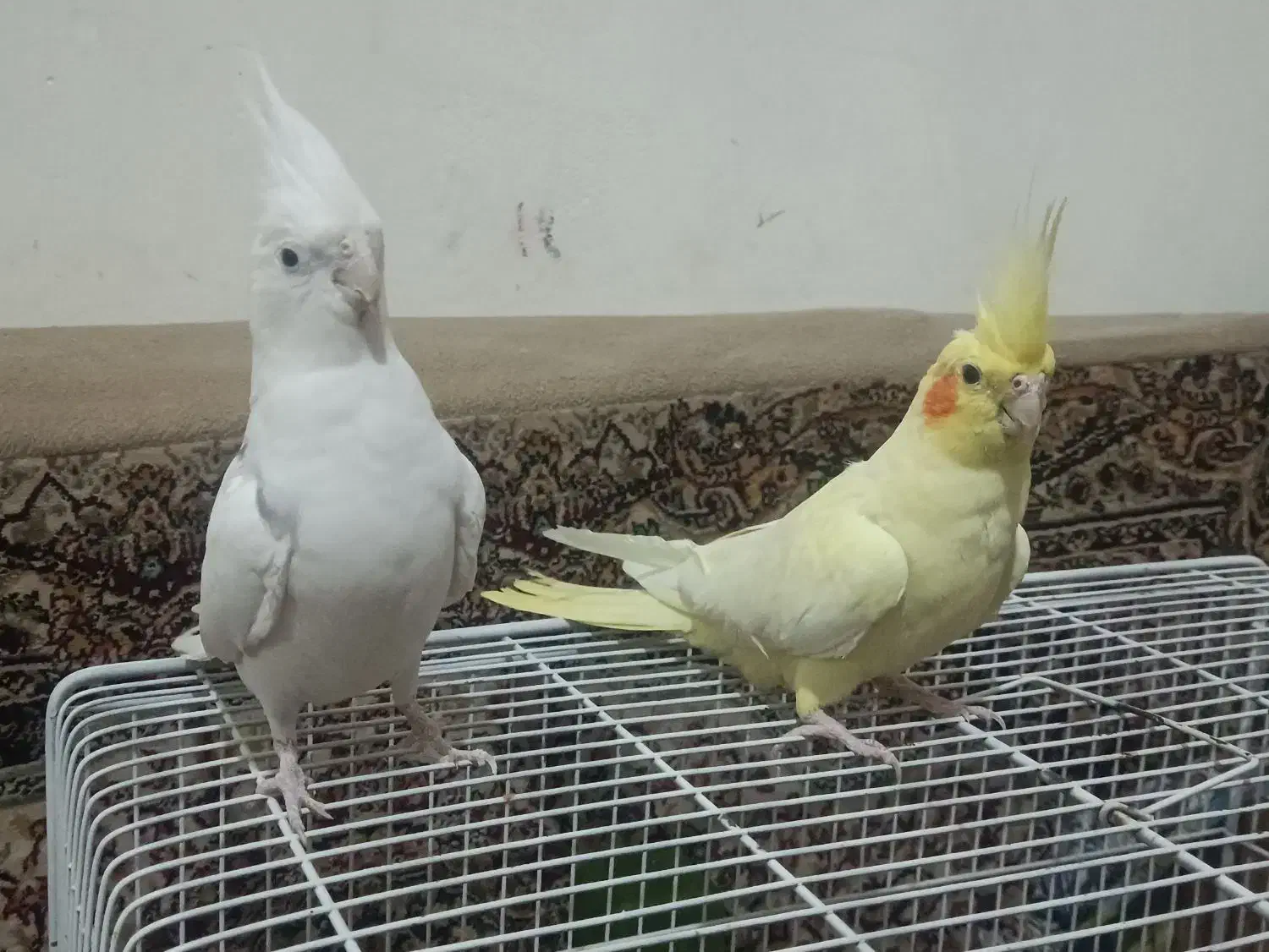 عروس هلندی سخنگو|پرنده|آبیک, |دیوار