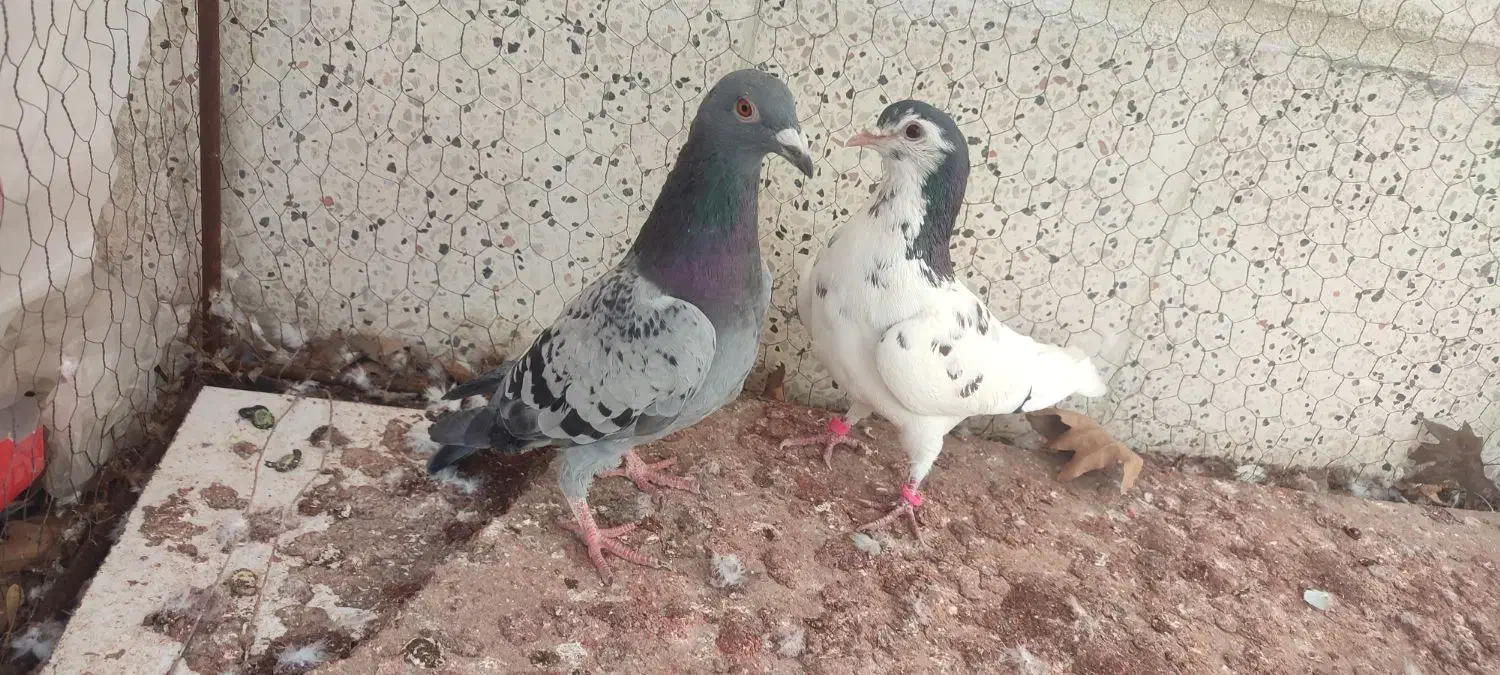 کفتر|پرنده|مشهد, ایثار|دیوار