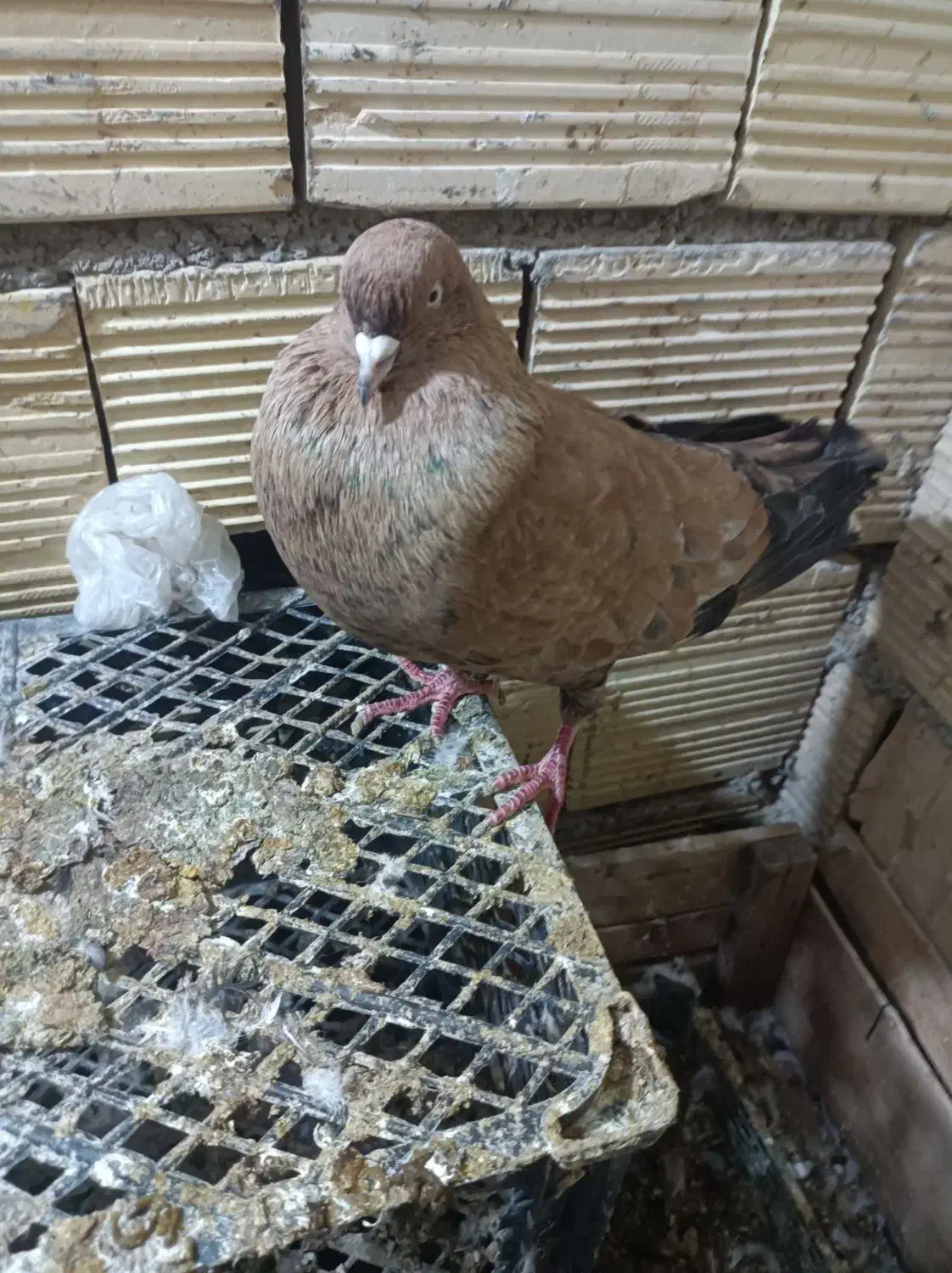 کله ای|پرنده|هندیجان, |دیوار