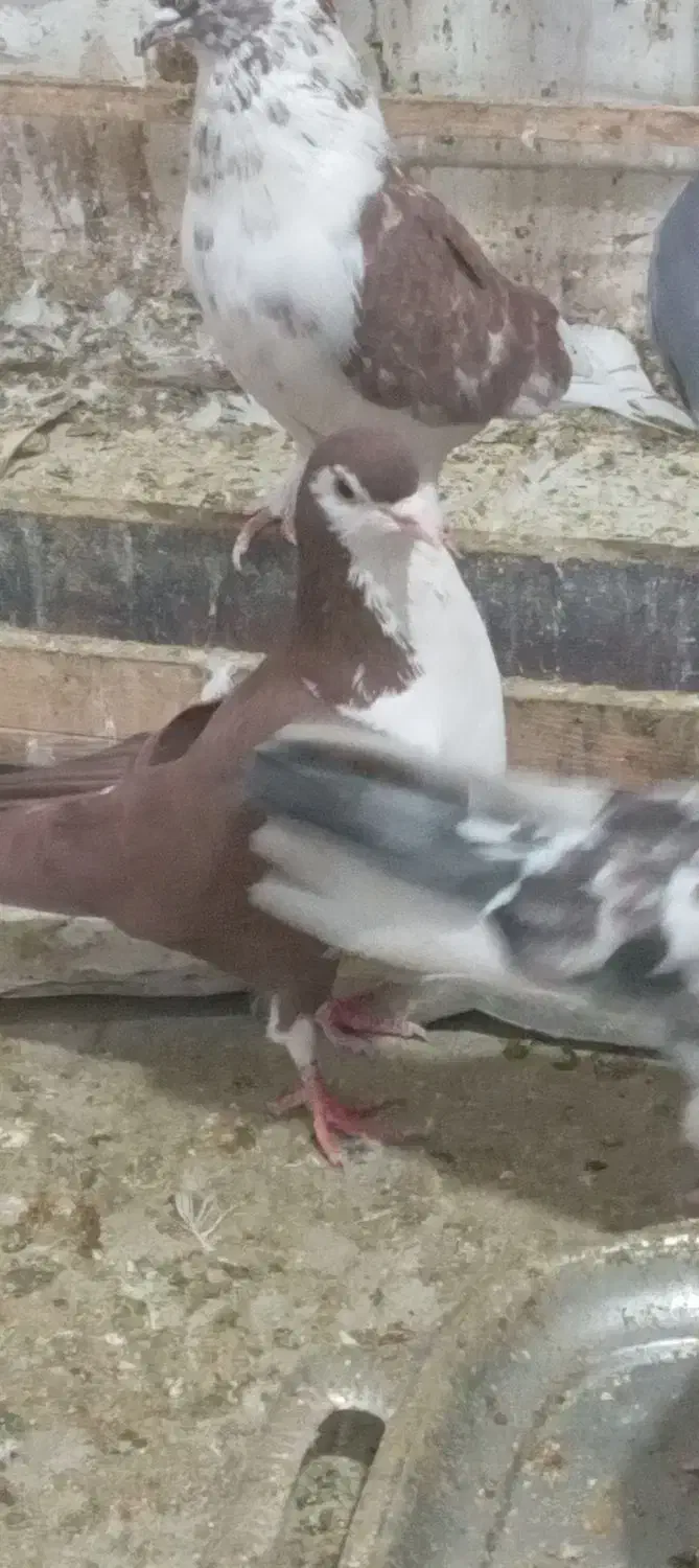 چادری نر مست مست|پرنده|صباشهر, |دیوار