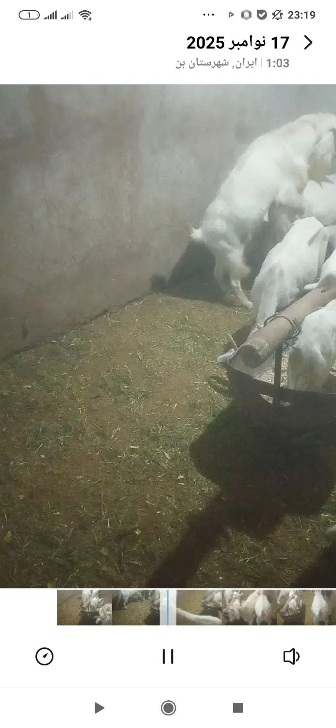 نر بز اصل سانن لنگه سه قول|حیوانات مزرعه|بن, |دیوار